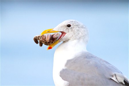 A Western Gull (Larus occidentalis) thinking about eating a starfish.