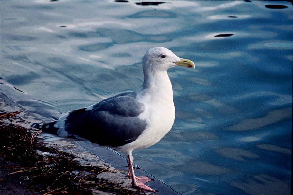 : Western Gull (Larus occidentalis)