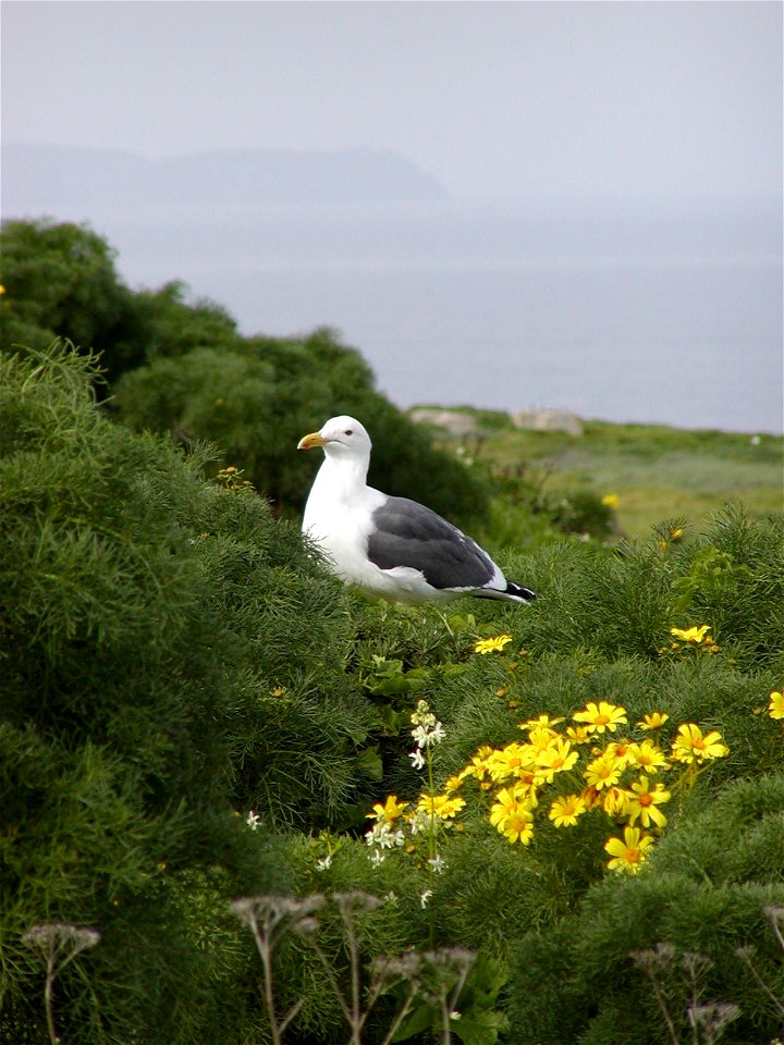A Western Gull (Larus occidentalis) sits among the coreopsis on Anacapa Island. California, Channel Islands NMS.