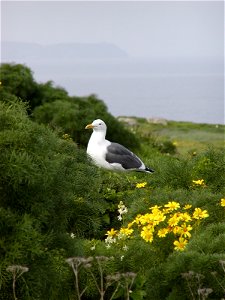 A Western Gull (Larus occidentalis) sits among the coreopsis on Anacapa Island. California, Channel Islands NMS. photo
