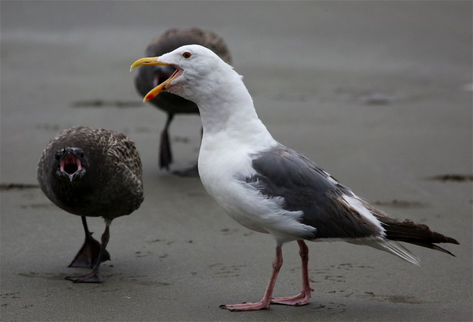 Western Gulls

You are free to use this image with the following photo credit: Peter Pearsall/U.S. Fish and Wildlife Service