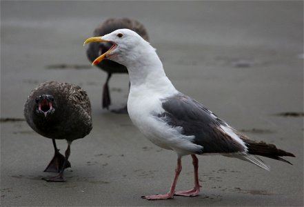 Western Gulls

You are free to use this image with the following photo credit: Peter Pearsall/U.S. Fish and Wildlife Service