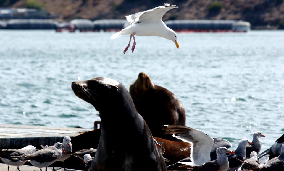 California Sea Lions (Zalophus californianus) with a flock of Heerman's Gulls (Larus heermanni) and a Western Gull (Larus occidentalis) flying over at MCAS Miramar