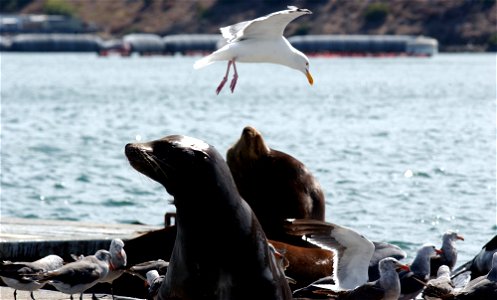 California Sea Lions (Zalophus californianus) with a flock of Heerman's Gulls (Larus heermanni) and a Western Gull (Larus occidentalis) flying over at MCAS Miramar