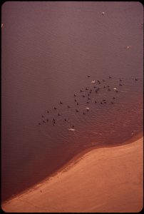 BIRDS FEED AT LOW TIDE IN THE WATERS OF HUMBOLDT BAY