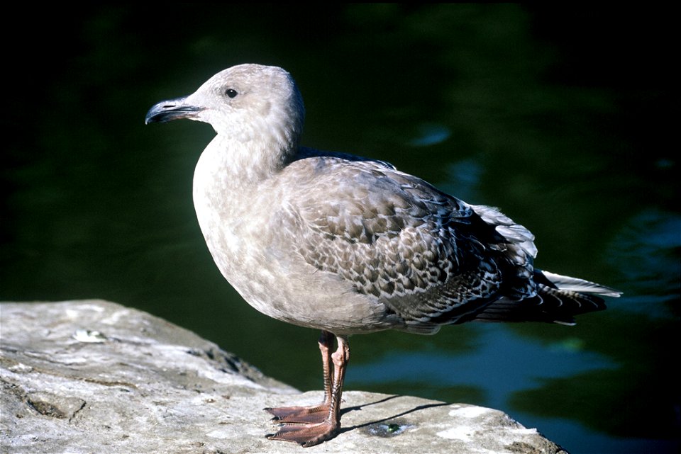 Juvenile Western Gull (Larus occidentalis)