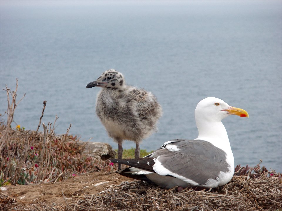 Western Gull Larus occidentalis and chick. California, Channel Islands NMS.