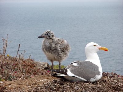Western Gull Larus occidentalis and chick. California, Channel Islands NMS. photo