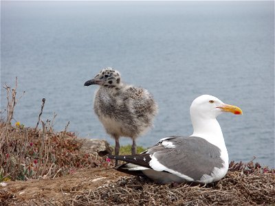 Western Gull Larus occidentalis and chick. California, Channel Islands NMS.