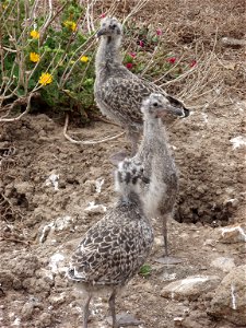 Western Gull Larus occidentalis chicks. California, Channel Islands NMS. photo