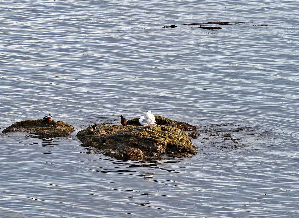 Various birds rest in the San Juan Islands, March, 2015.
More info on the BLM national monument: www.blm.gov/or/resources/recreation/sanjuans/
More photos from the islands: www.flickr.com/photos/blmor