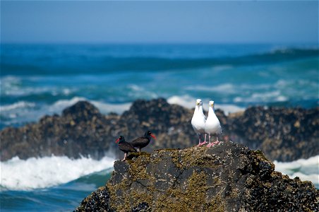 Black Oystercatchers and Western Gulls nest within Oregon Islands, Three Arch Rocks, and Cape Meares National Wildlife Refuges Photo courtesy of Roy W. Lowe photo