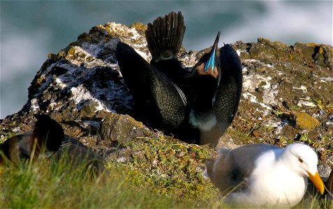 A displaying male Brandt's Cormorant. The gular pouch becomes bright blue during the breeding season. Brandt's Cormorants nest within Cape Meares, Three Arch Rocks, and Oregon Islands National Wildli photo