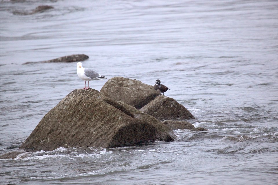 Harlequin Duck and Western Gull at Yaquina Bay in Newport, OR. 

You are free to use this photo with the following credit: Joseph Sands, USFWS