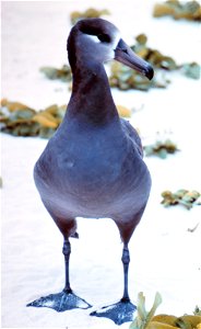Black footed albatross photo