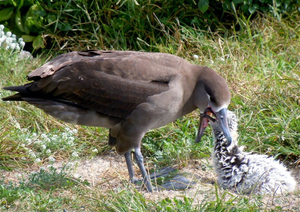 Midway Atoll National Wildlife Refuge
March 2012

Photo: Noah Kahn/USFWS