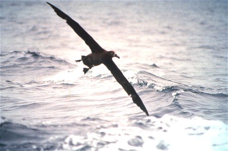 Black-footed albatross (Phoebastria nigripes) in flight[1] photo