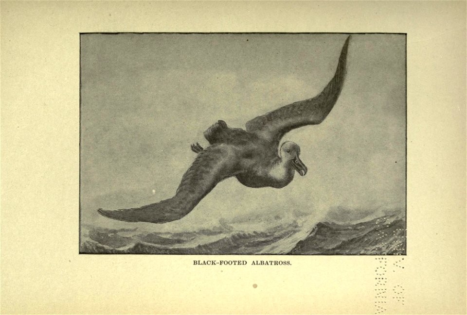 The American natural history; a foundation of useful knowledge of the higher animals of North America,