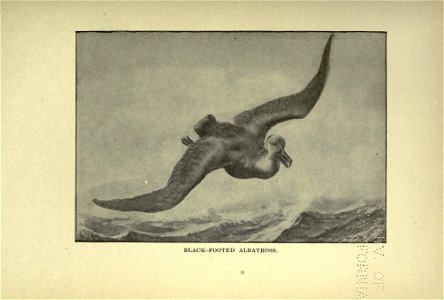 The American natural history; a foundation of useful knowledge of the higher animals of North America, photo