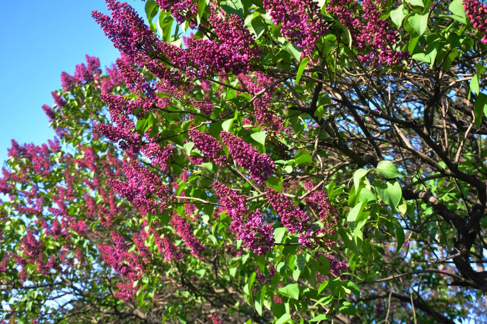Flowering tree tree branch