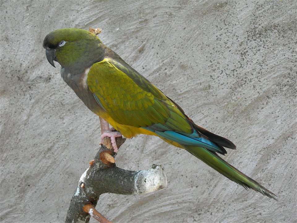 Burrowing Parakeet (Cyanoliseus patagonus), zoo in Fitilieu, France