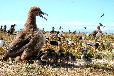 Black-footed Albatross Phoebastria nigripes being used as sunshade by Sooty Tern Onychoprion fuscatus chicks. French Frigate Shoals, Hawaii photo