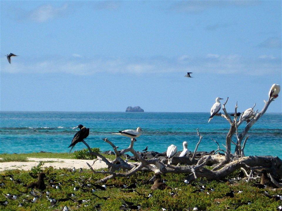 Hawaii, NWHI, Tern Island.