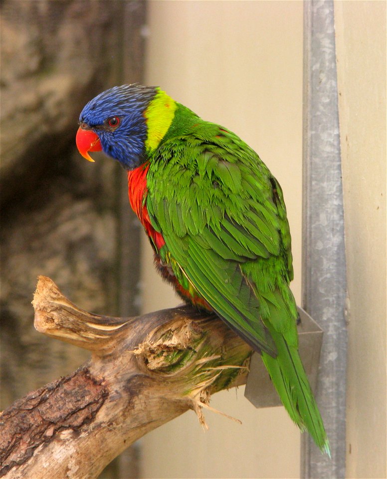 Pale-Headed Lorikeet (Trichoglossus haematodus caeruleiceps) at Loro Parque (Spain, Tenerife)