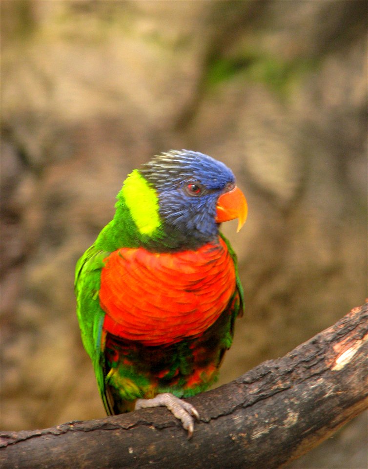 Pale-Headed Lorikeet (Trichoglossus haematodus caeruleiceps) at Loro Parque (Spain, Tenerife)
