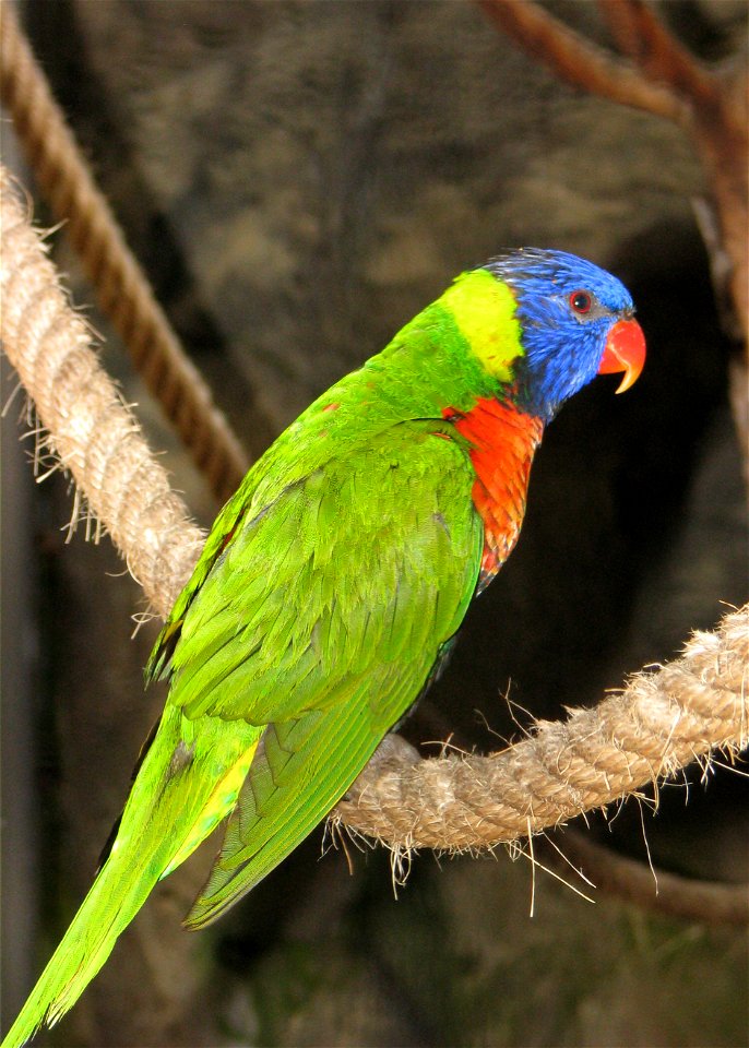 Pale-Headed Lorikeet (Trichoglossus haematodus caeruleiceps) at Loro Parque (Spain, Tenerife)
