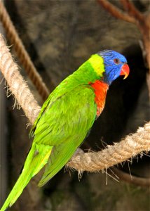 Pale-Headed Lorikeet (Trichoglossus haematodus caeruleiceps) at Loro Parque (Spain, Tenerife)