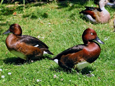 Moorente (Aythya nyroca), links ♀, rechts ♂ Čeština:  Jedinci poláka malého (Aythya nyroca), vlevo samička, vpravo sameček.