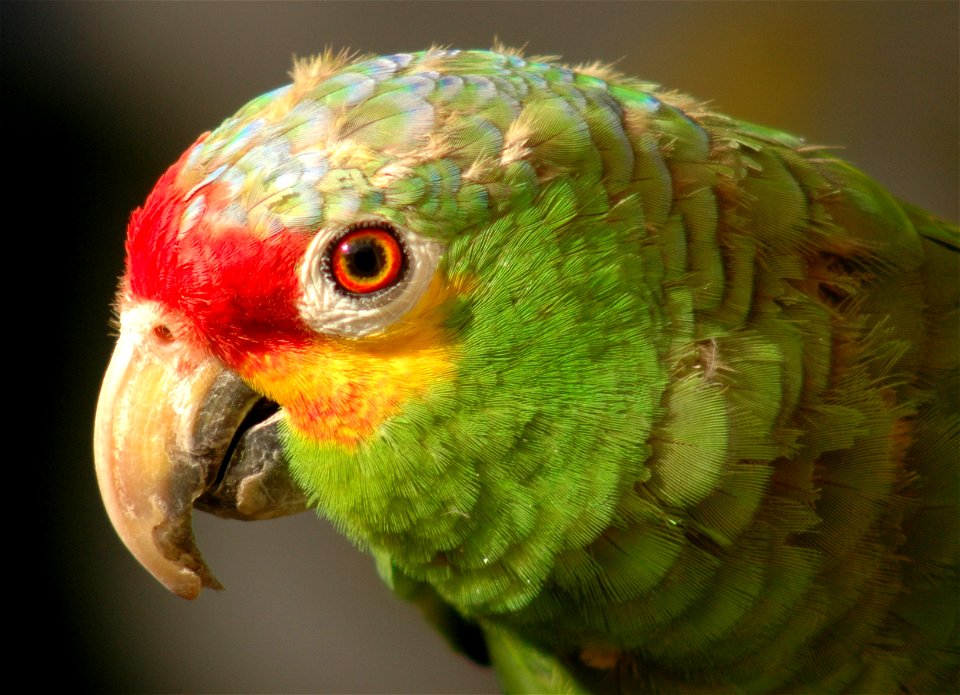 Amazona Autumnalis (male); photograph shows head and neck.