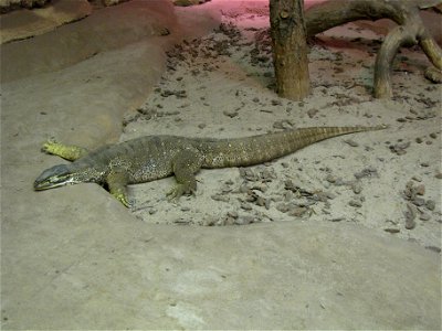 Argus monitor (Varanus panoptes) photographed in Helsinki Tropicario.