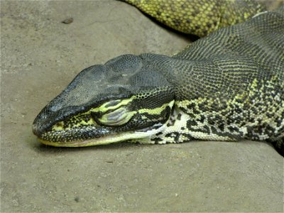 Argus monitor (Varanus panoptes) photographed in Helsinki Tropicario.