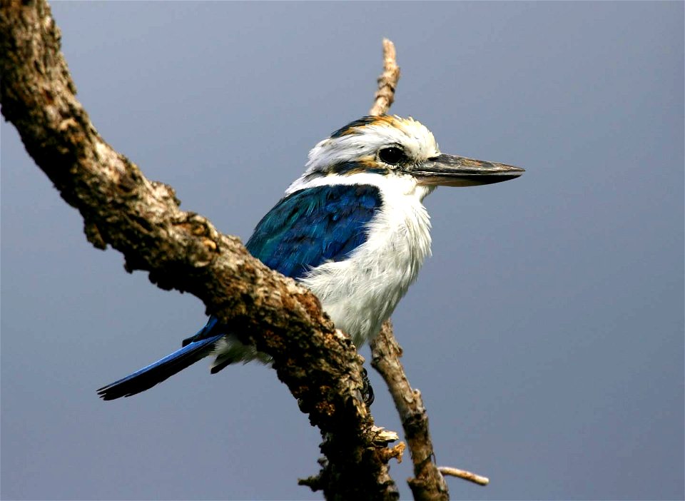 Collared Kingfisher Todiramphus chloris pealei at National Park of American Samoa