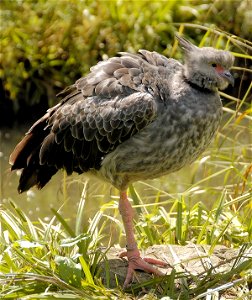 Crested Screamer Chauna torquata at the Wildfowl and Wetlands Trust, Slimbridge, Gloucestershire, England. photo