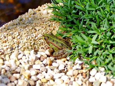 Frog Rex 1