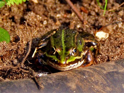 Frog Rex 10
