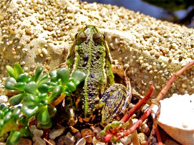 Frog Rex 5