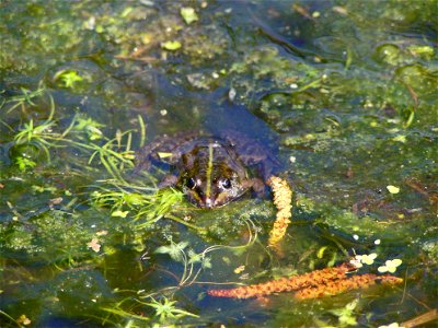 Frog Rex 7