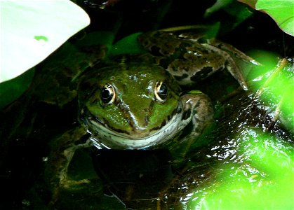 Green frog, Belgium