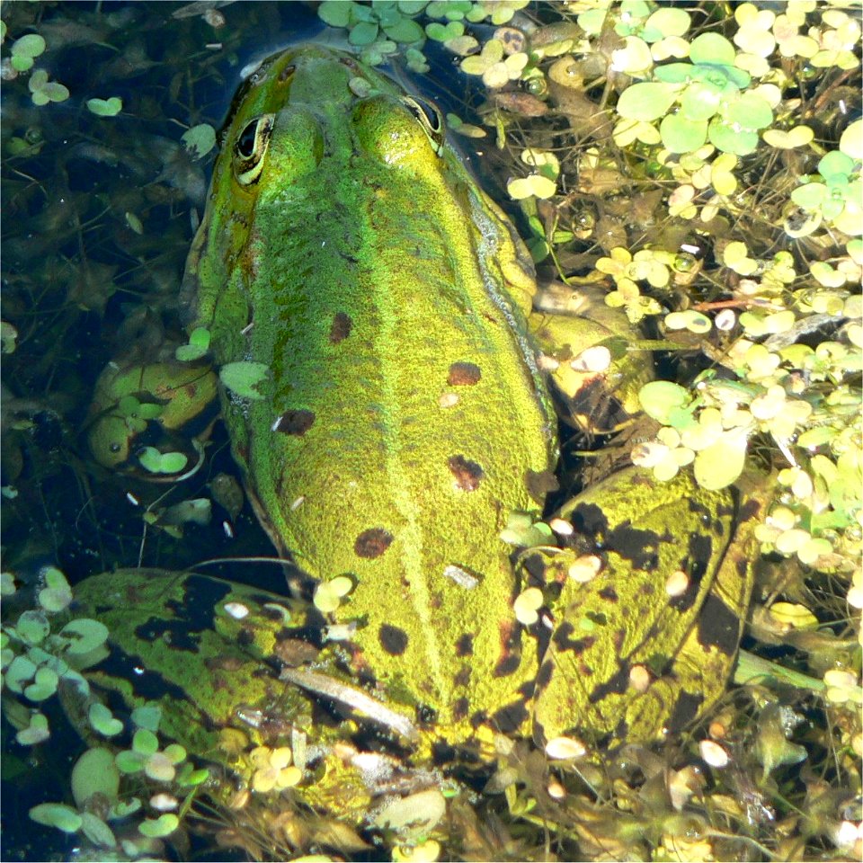 Marsh Frog (Rana ridibunda), Wilgenhoek, Deerlijk, Belgium