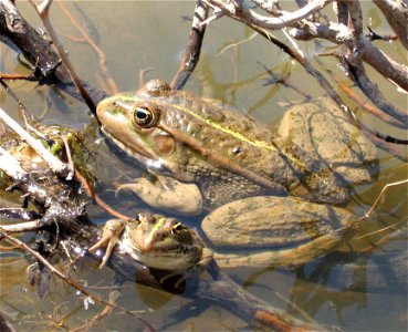 Marsh Frogs from KrK/Croatia.