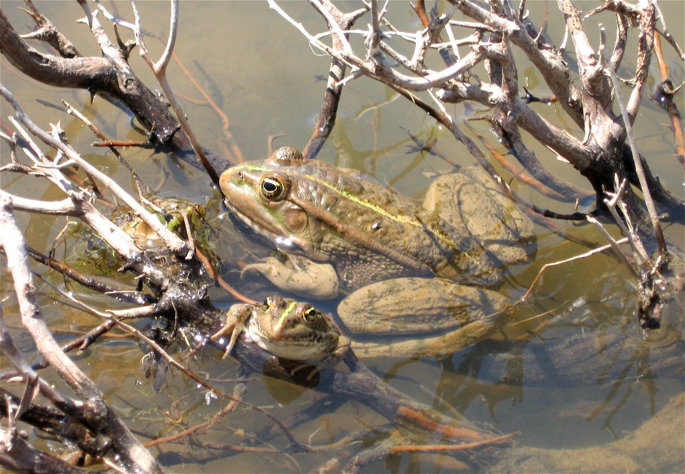 Marsh Frogs from KrK/Croatia.