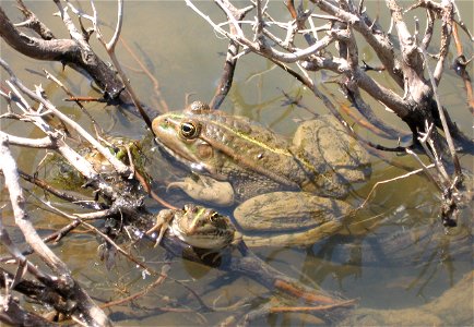Marsh Frogs from KrK/Croatia.