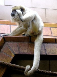 Female Black howler monkey Alouatta caraya at Bristol Zoo, Bristol, England. The males are black.