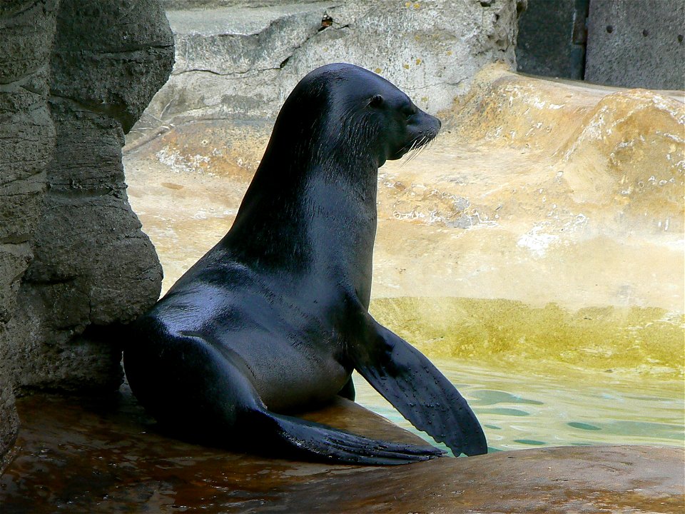 Arctocephalus australis/ south american fur seal/südamerikanischer seebär photo