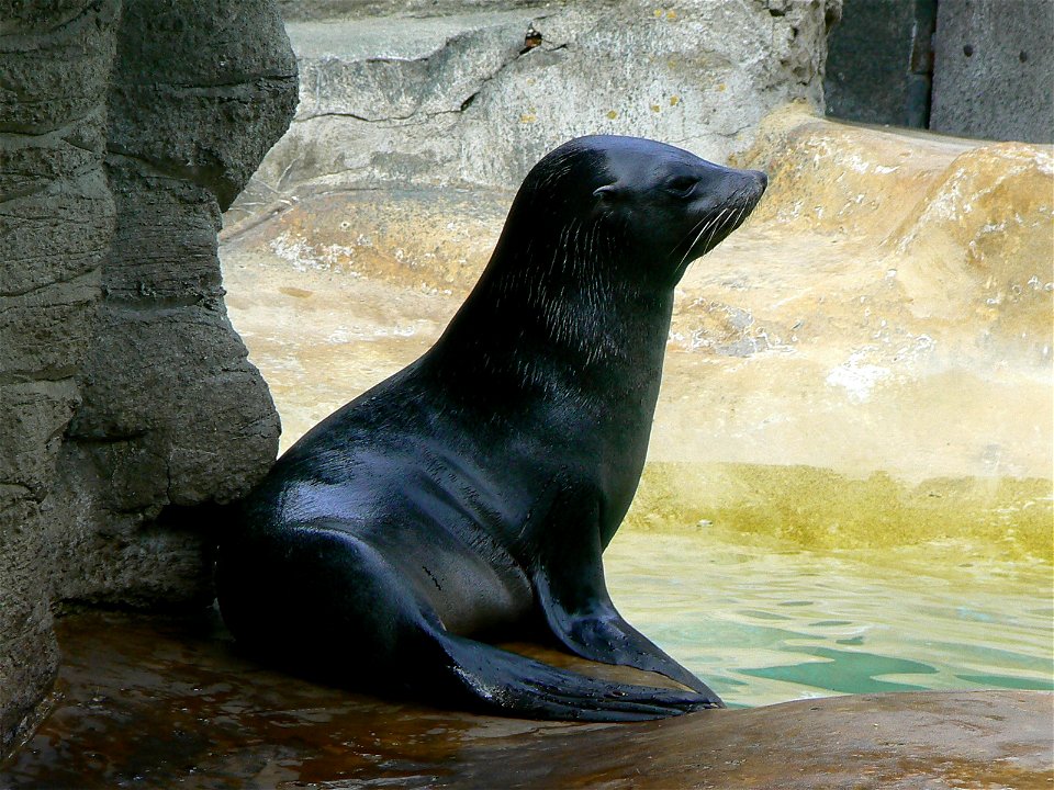 Arctocephalus australis/ south american fur seal/südamerikanischer seebär