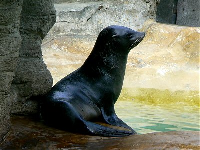 Arctocephalus australis/ south american fur seal/südamerikanischer seebär photo